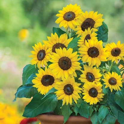 Picture of Helianthus (Sunflower) - Dwarf Sunray Yellow F1